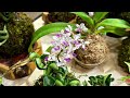 Orchid Jungle 2024: A Journey Through the World of Exotic Orchids - Part 2@Carol-Beauty of Nature.