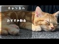 子猫に〇〇プレゼント、これは購入して正解だった