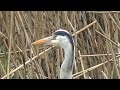 Mute Swan Grey Heron Canada Goose