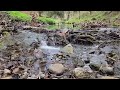 Peaceful Flowing Water Sounds In The Forest For Relaxation Sleep Meditation