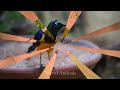 The Most Colorful Birds in 4K - Beautiful Birds Sound in the Forest | Bird Melodies