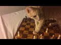 Oliver Learning to Play Chess