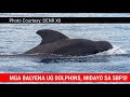 MGA DOLPHINS AT WHALES, BUMISITA SA SARANGANI BAY PROTECTED SEASCAPE | Sarangani Bay