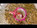 Satisfying Catch Colorful Goldfish in The Puddles Left in The Fields, Ornamental Fish, Koi Fish