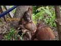 The Misfits | Orangutan Jungle School 104