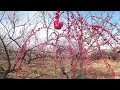 JAPAN PLUM BLOSSOMS | Akima Plum Blossoms festival | 秋間梅林