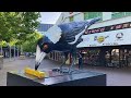 Australian Magpies - Everything you never knew