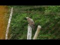 European honey buzzard, Liplje Sumadija Serbia.