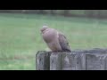 Mourning Dove Coo