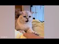 FUNNY CATS are the perfect mood booster 😂 Best FUNNY CAT videos 2024