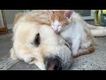 How the Golden Retriever and New Tiny Kittens Became Best Friends [Cutest Compilation]