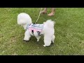 Dog Harness with Superior Cooling Mesh