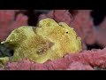 Yellow Painted Frogfish