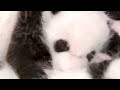 China shows off 14 giant panda cubs