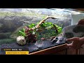 Ep1. Planted Oscar Fish Tank Aquascape