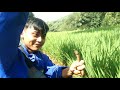 resiko mancing belut di sawah ya begini ‼️