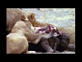 The Incredible Animals In Southern Africa | Botswana's Wild Kingdoms | Real Wild