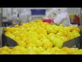 COMO se PRODUCEN MILES de TONELADAS de MANGOS anualmente en MÉXICO🥭