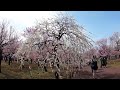 JAPAN PLUM BLOSSOMS | Kyodonomori Park | 梅林府中市郷土の森公園