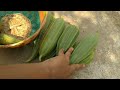 organic ridge gourds harvest