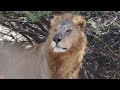 Turn up the volume for the king of the bush!