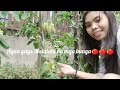 May mga Bunga na Tomatoes/cucumber /little garden/Lynn Rosela Stanojevic