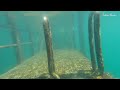 Pt Noarlunga Reef - South Australia - snorkel