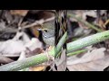 White-gorgeted Flycatcher. Near my surrounding area(Eaglenest Wildlife Sanctuary 🙏😱