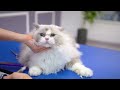 The sweetest cat guaranteed by a cat groomer!😻🛁✂️❤️
