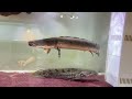 The gigantic ancient fish Polypterus congicus has arrived at the reptile museum.