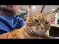 The Motor Cat is happy daddy is home #viral (cats of YouTube)