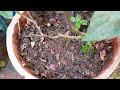 How To Care Rose Plant At Home Rose Plant August Care Rose Plant Monsoon Care Fertilizer Urdu/hindi