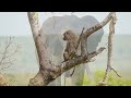 Wild Animals Relaxing: African Safari Wildlife 4 HR 4K Documentary