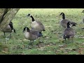 Canada Geese HONKING ANGRY Get into Fight with Flock