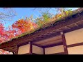 Autumn in Arashiyama, Kyoto, Autumn foliage at Jojakko-ji Temple, beautiful temple with momiji