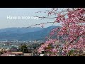 枝垂れ桜（秦野市今泉台）: Drooping Cherry Blossoms in Hadano City Imaizumi-dai