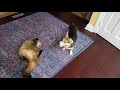 Winnie the Corgie wants to play with Whiskey the Maine Coon.