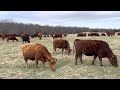 Planting awesome future livestock shade trees in our pastures.