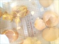 chicken egg hatching