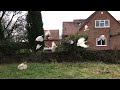 Chickens And Guineafowl Flying Over Fence