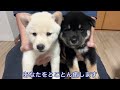 【柴犬 子犬】いろいろなことに興味津々になってきた子犬