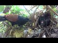 Greater Coucal Bird brings food to feed the babies in their nest #P23
