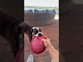Boxer that drops the Frisbee and then won't let you get it