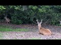 EDUCATED Deer at the UNIVERSITY