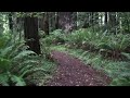 Walking on Endor! Redwood forest trip/return of the Jedi tour