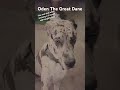 Oden The Great Dane in training!!! 9 months old!!