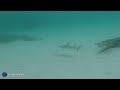 Blacktip Reef Sharks of Koh Phi Phi