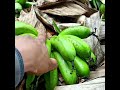 SEKRETO SA LAKATAN para makabili ka Ng pick up Harvesting Banana