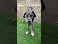 Oden The Great Dane!