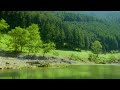 【自然の音】野鳥のさえずる静かな川の畔 / Nature Sounds - A Quiet Riverside where Wild Birds are Singing